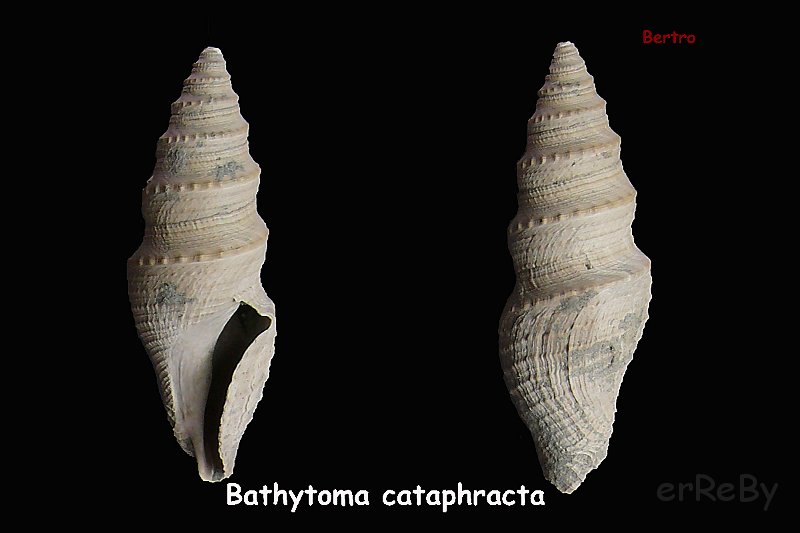 Bathytoma cataphracta.jpg